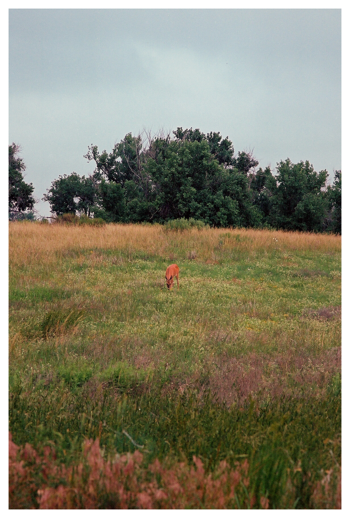 A deer grazing in an open field